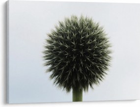 Obraz kuli kwiatowej (70x50 cm)