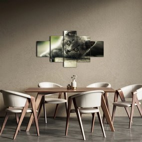 Obraz kotka (125x70 cm)