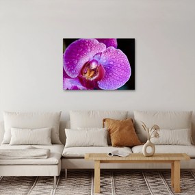 Zbliżenie kwiatu orchidei (70x50 cm)