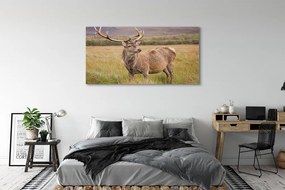 Zdjęcie na płótnie Samotny Jeleń na Polu