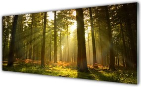 Panel Kuchenny Bór Sosnowy W Słońcu