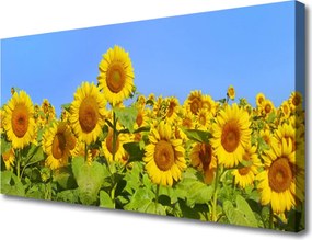 Obraz na płótnie Złocisty Słonecznik w Słońcu