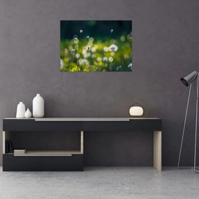 Obraz - Trawa (70x50 cm)