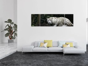 Obraz - Tygrys albinos (170x50 cm)