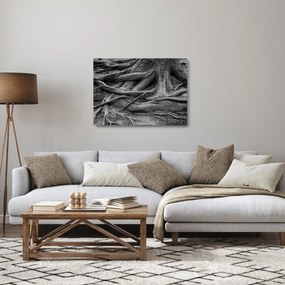 Obraz na szkle - Korzenie drzewa (70x50 cm)