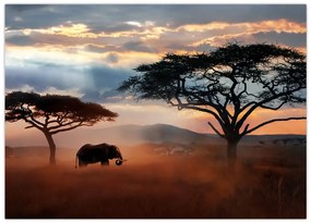 Obraz - Park Narodowy Serengeti, Tanzania, Afryka (70x50 cm)