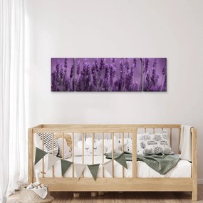 Obraz - Lawenda (170x50 cm)
