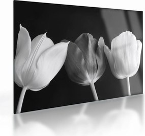 Obraz na szkle - Czarno - białe kwiaty tulipanów (70x50 cm)