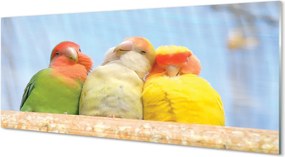 Panel Kuchenny Szklany Feeria Barw Tropikalnych Papug