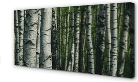 Obraz na płótnie Las Brzozowy