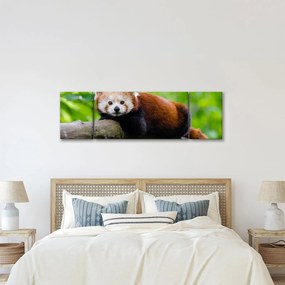 Obraz pandy czerwonej (170x50 cm)
