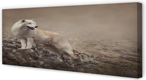 Obraz drukowany na płótnie Wilk na Górskim Szlaku