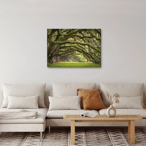 Obraz - Oaks Avenue, Charleston, Karolina Południowa, USA (70x50 cm)