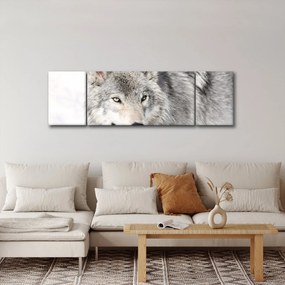 Obraz - Wilk w naturze (170x50 cm)