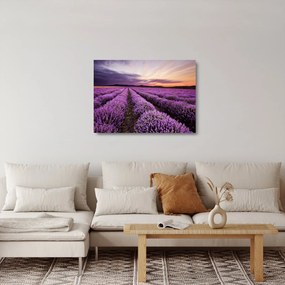 Obraz na szkle - Pole lawendy o zachodzie słońca (70x50 cm)
