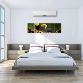 Obraz siedzących tukanów, Kostaryka (170x50 cm)