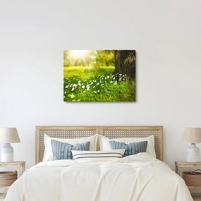 Obraz polany i kwiatów (70x50 cm)