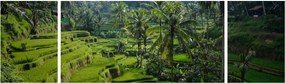 Obraz tarasów ryżowych Tegalalang, Bali (170x50 cm)