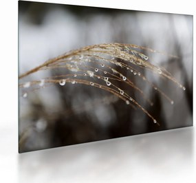 Obraz na szkle kropli na roślinie (70x50 cm)