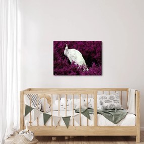 Obraz - Biały paw (70x50 cm)