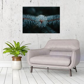 Obraz na szkle gałązki drzewa iglastego (70x50 cm)