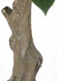 Sztuczna roślina drzewko kauczukowe, 69 cm