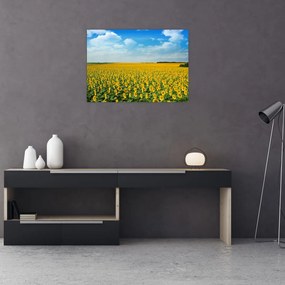 Obraz na szkle - ciąg słoneczników (70x50 cm)