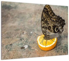 Obraz na szkle - motyl (70x50 cm)