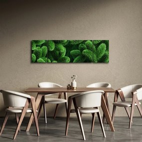 Obraz - Gałązki drzew iglastych (170x50 cm)