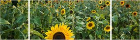 Obraz - Sunflower Field II. (170x50 cm)