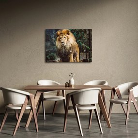 Obraz lwa w naturze (70x50 cm)