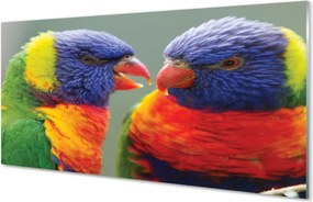 Panel szklany do Kuchni Barwny Świat Egzotycznych Ptaków
