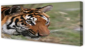 Zdjęcie na płótnie Tygrys w Leśnym Otoczeniu