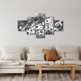Obraz - Stokrotki (125x70 cm)
