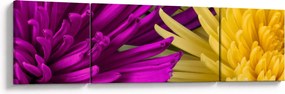 Obraz - szczegóły kwiatów (170x50 cm)