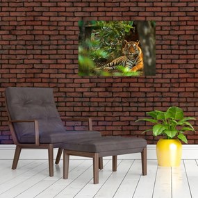 Obraz odpoczywającego tygrysa (70x50 cm)