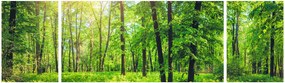 Obraz - Wiosenny las liściasty (170x50 cm)