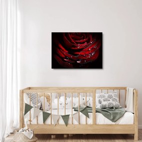 Obraz na szkle - Detal róży (70x50 cm)