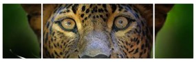 Obraz - Portret lamparta, Sri Lanka (170x50 cm)