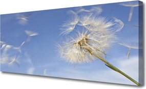 Obraz na płótnie Puszysty Dmuchawiec
