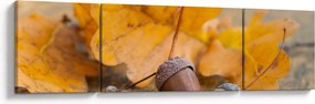 Obraz - Jesienne żołędzie (170x50 cm)