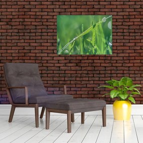 Obraz kropli rosy (70x50 cm)