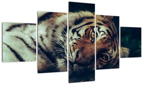 Obraz - tygrys syberyjski (125x70 cm)