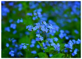 Obraz na szkle - niebieskie kwiaty (70x50 cm)