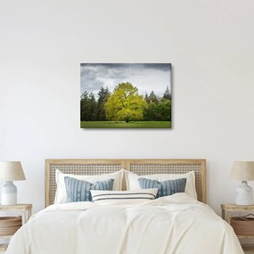 Obraz zielonego drzewa na środku pola (70x50 cm)