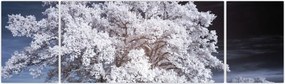 Obraz - Śnieżnobiałe drzewo (170x50 cm)