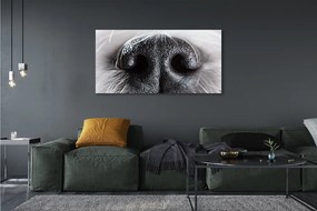 Obraz canvas na ścianę Nos Psa w Zbliżeniu
