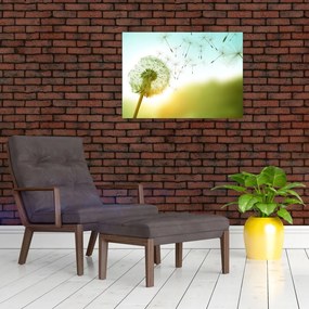 Obraz - Dmuchawiec na wietrze (70x50 cm)