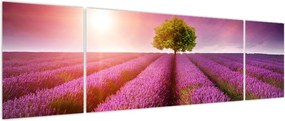 Obraz pola z lawendą (170x50 cm)