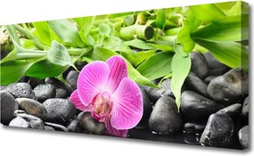 Obraz canvas Wyrafinowana Orchidea Doniczkowa